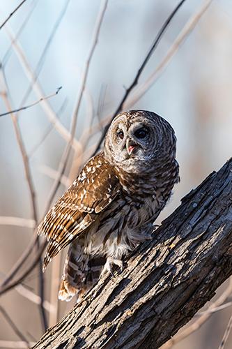 An owl named Mr Chitters sitting on a log