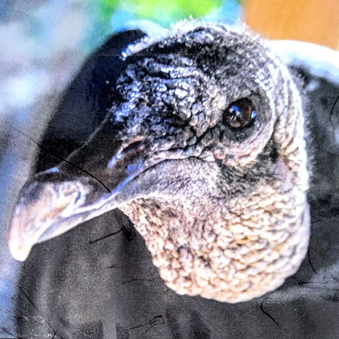 A close-up image of a Black Vulture named Ozzie, showing its textured, wrinkled skin and sharp beak, taken at the Rogers Wildlife Rehabilitation facility.