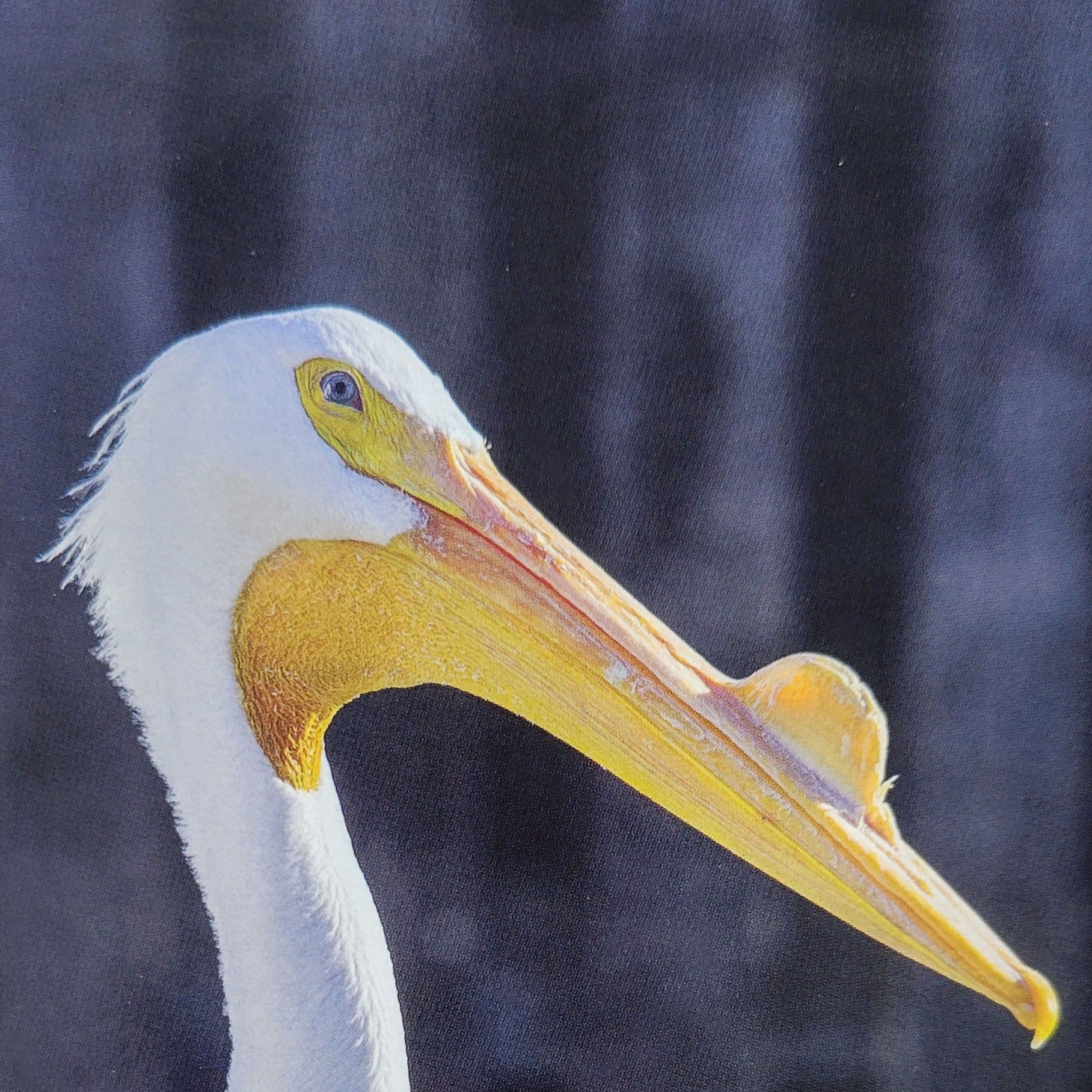 Maggie the White Pelican