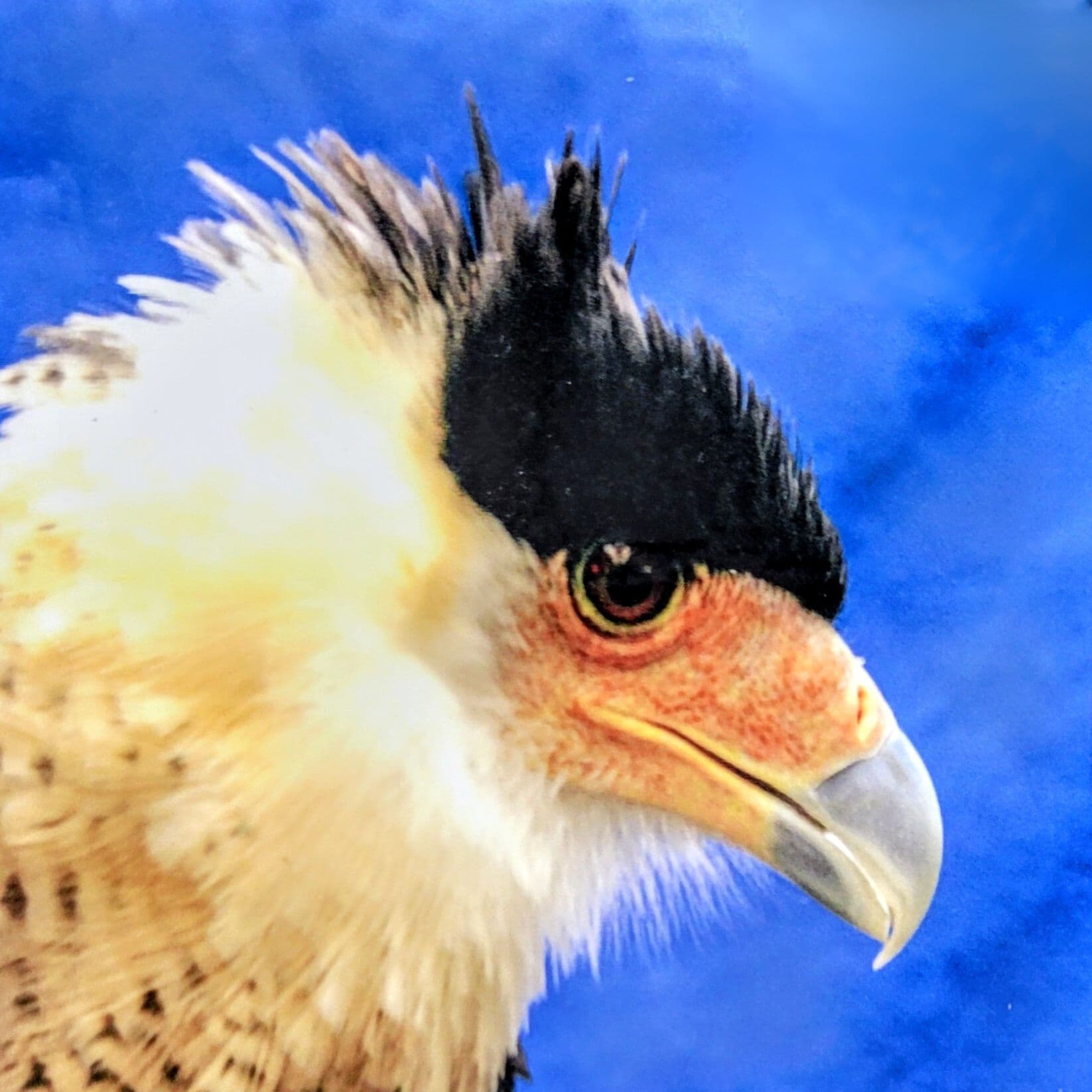 A striking image of The Colonel, a Crested Caracara, with a dark crown and vibrant plumage, set against a blue background.