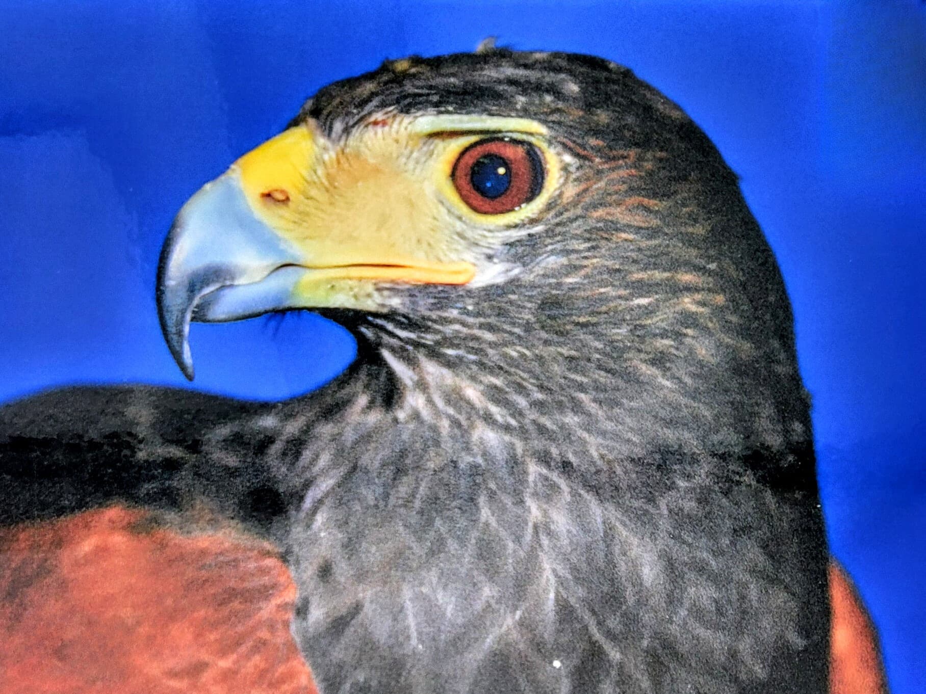 A side profile of Prince, a Harris's Hawk, with a sharp, curved beak and intense gaze, against a blue background.