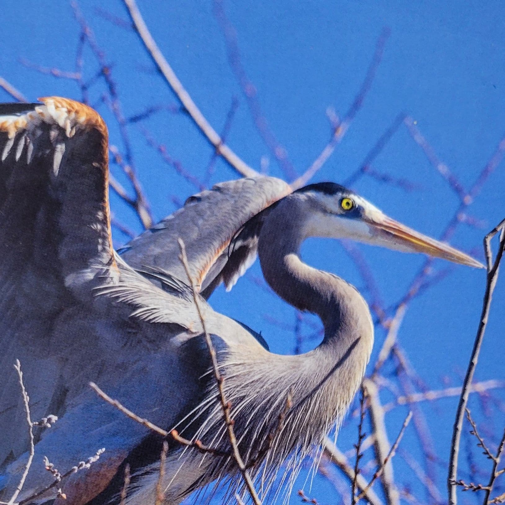 Mama Nu, the Great Blue Heron.